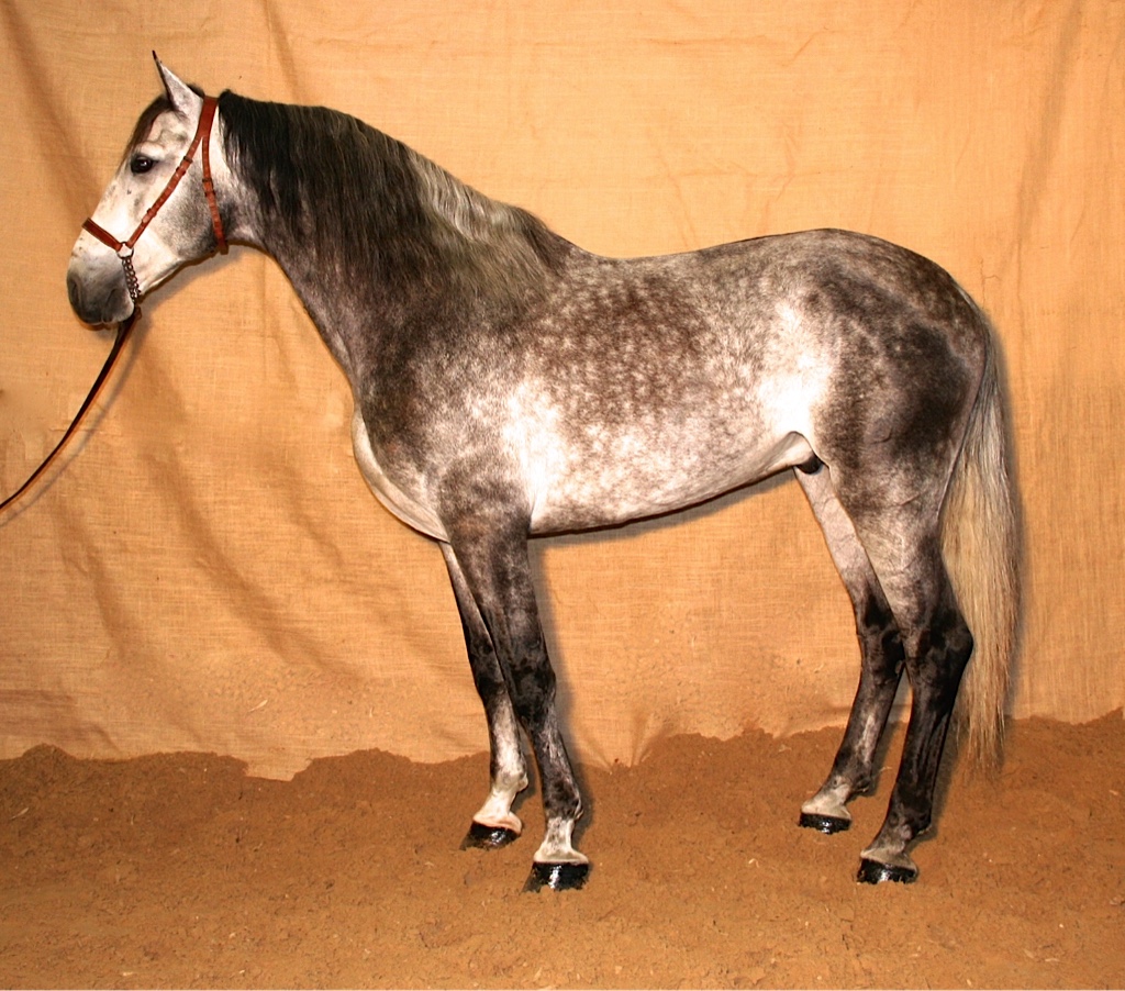 Deseado