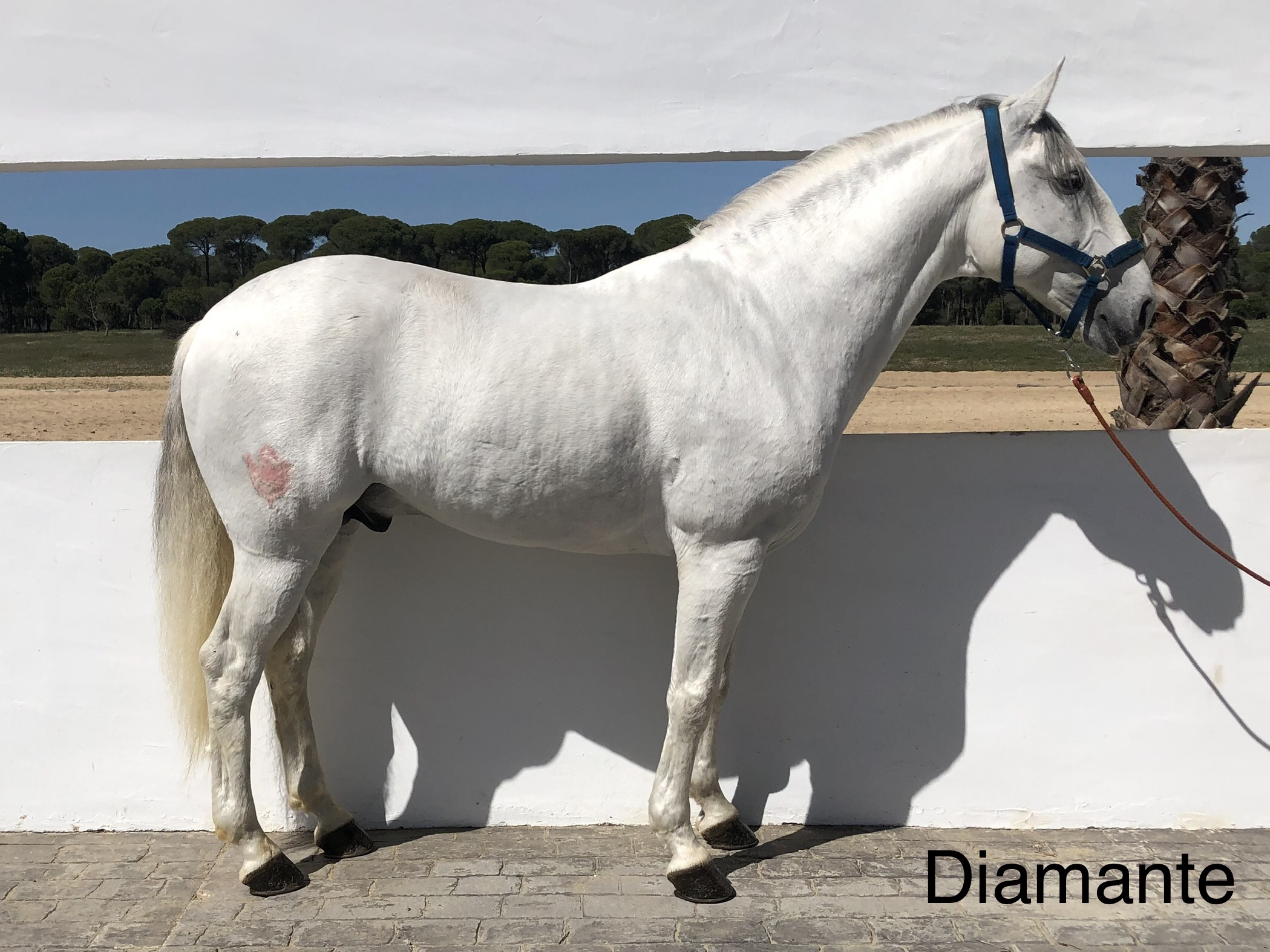 Diamante