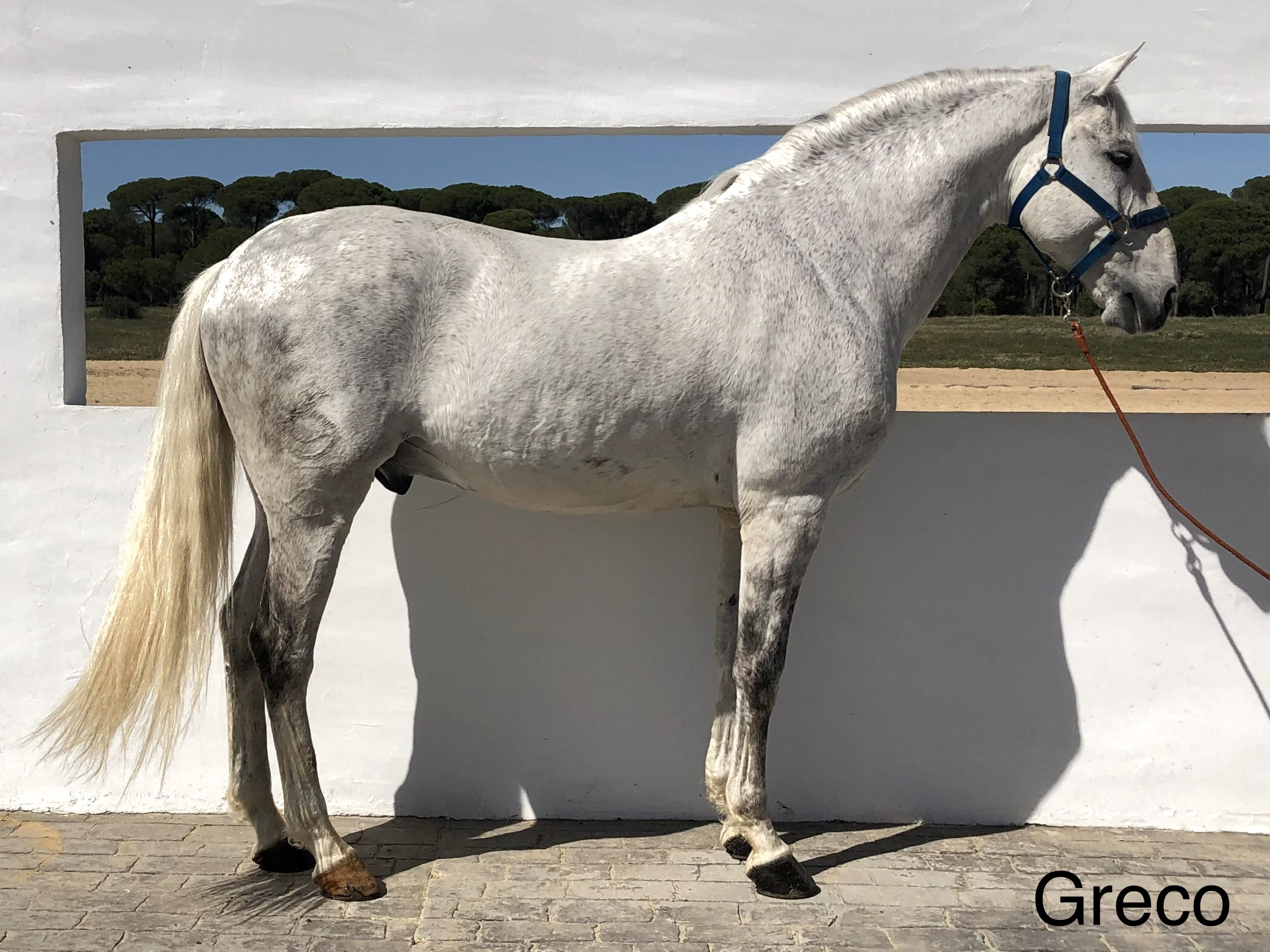 Greco