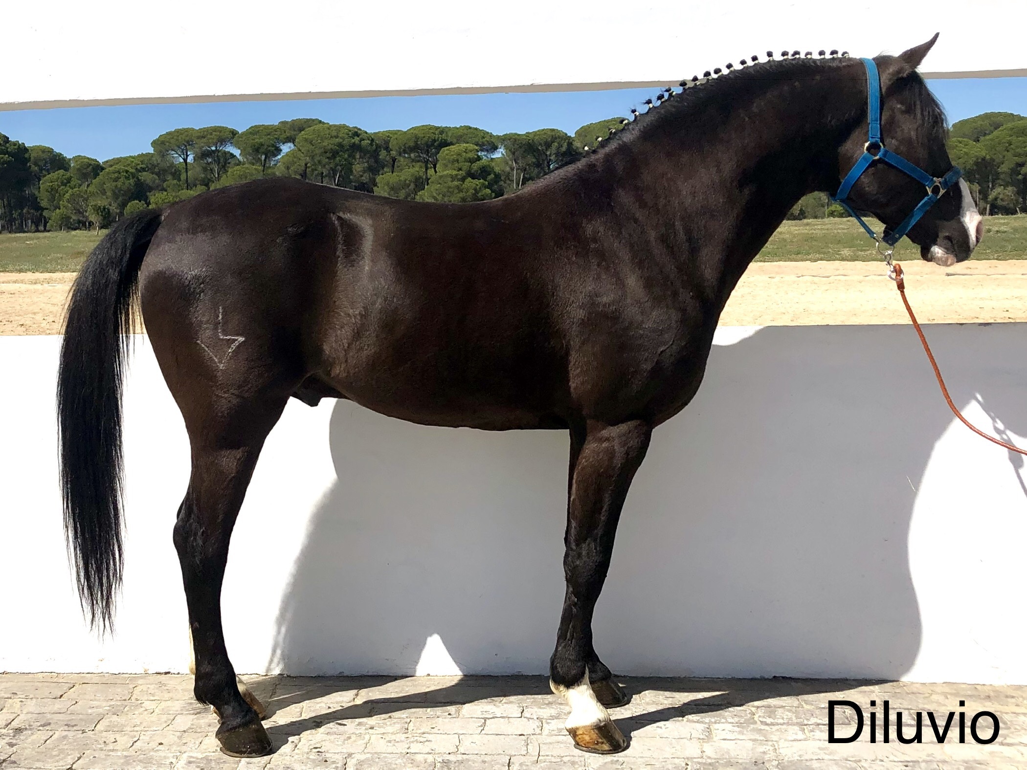 Diluvio
