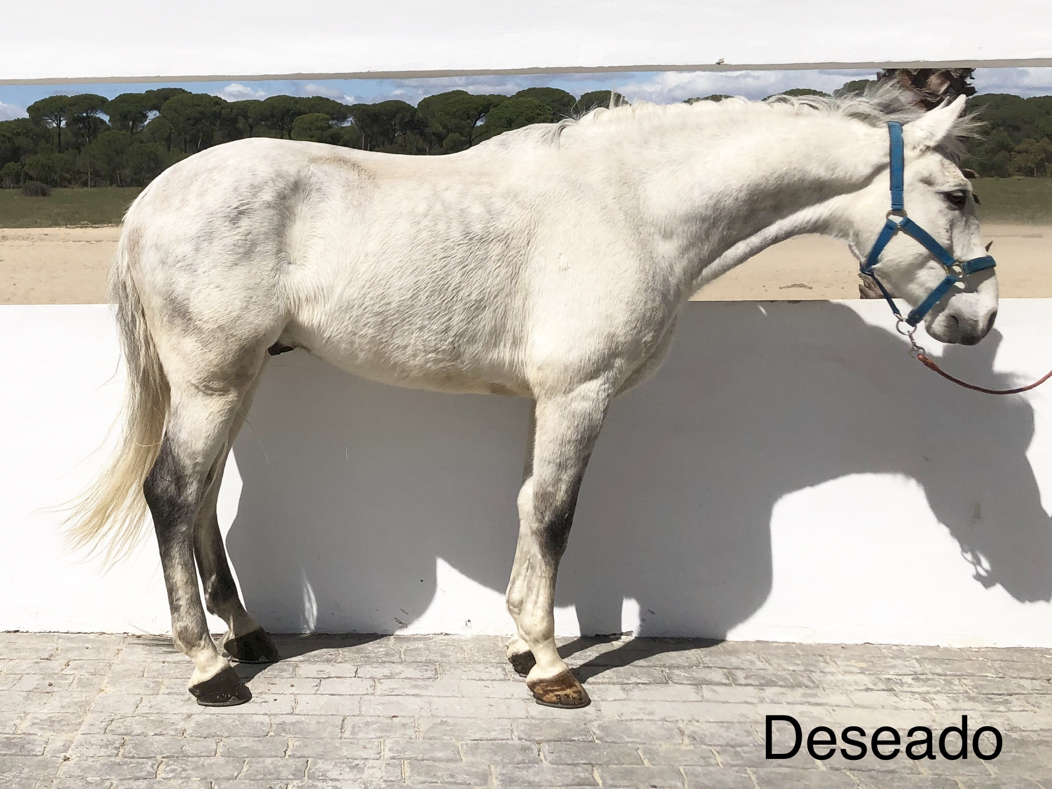 Deseado