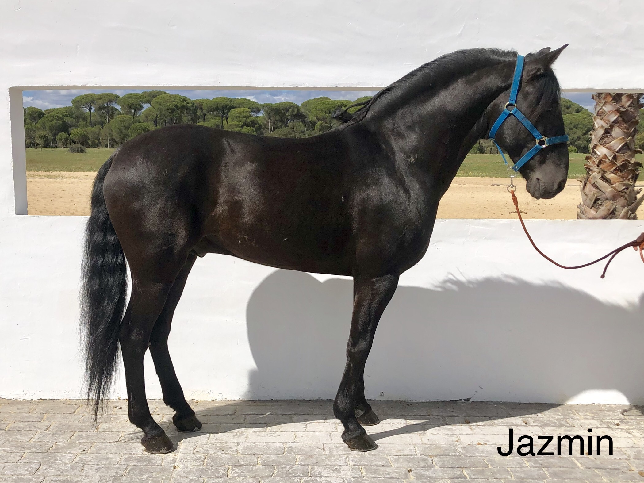 Jazmín