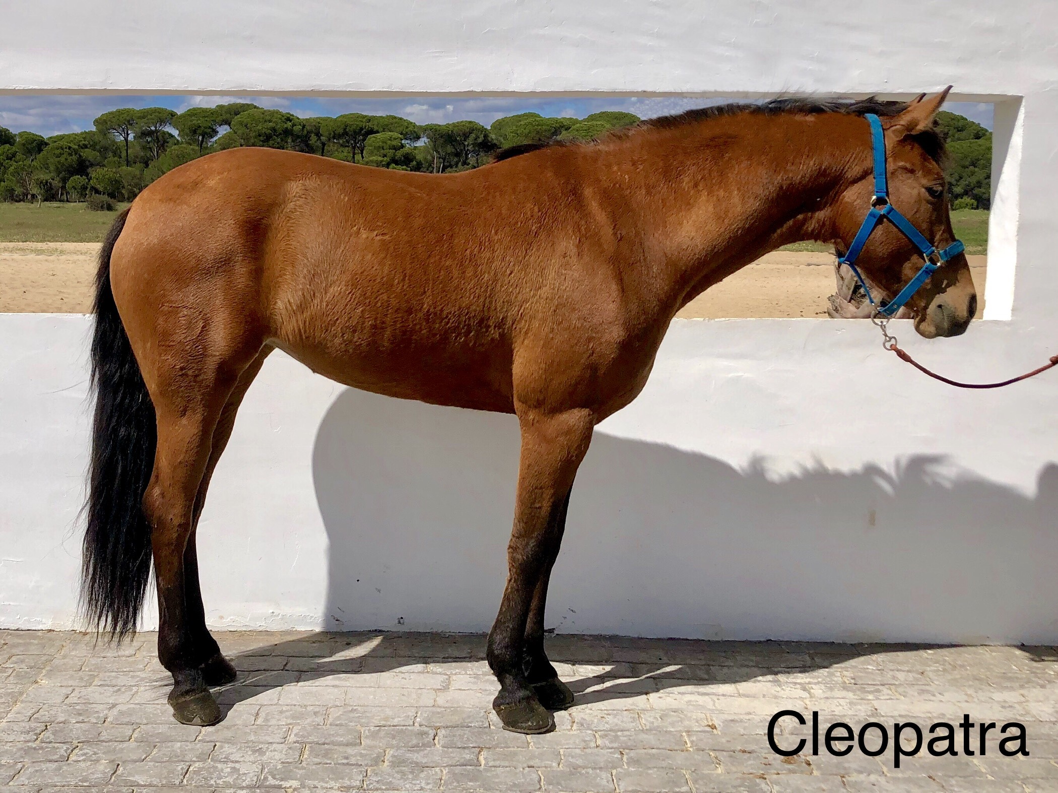 Cleopatra