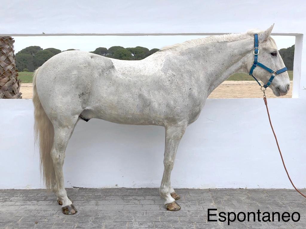 Espontaneo