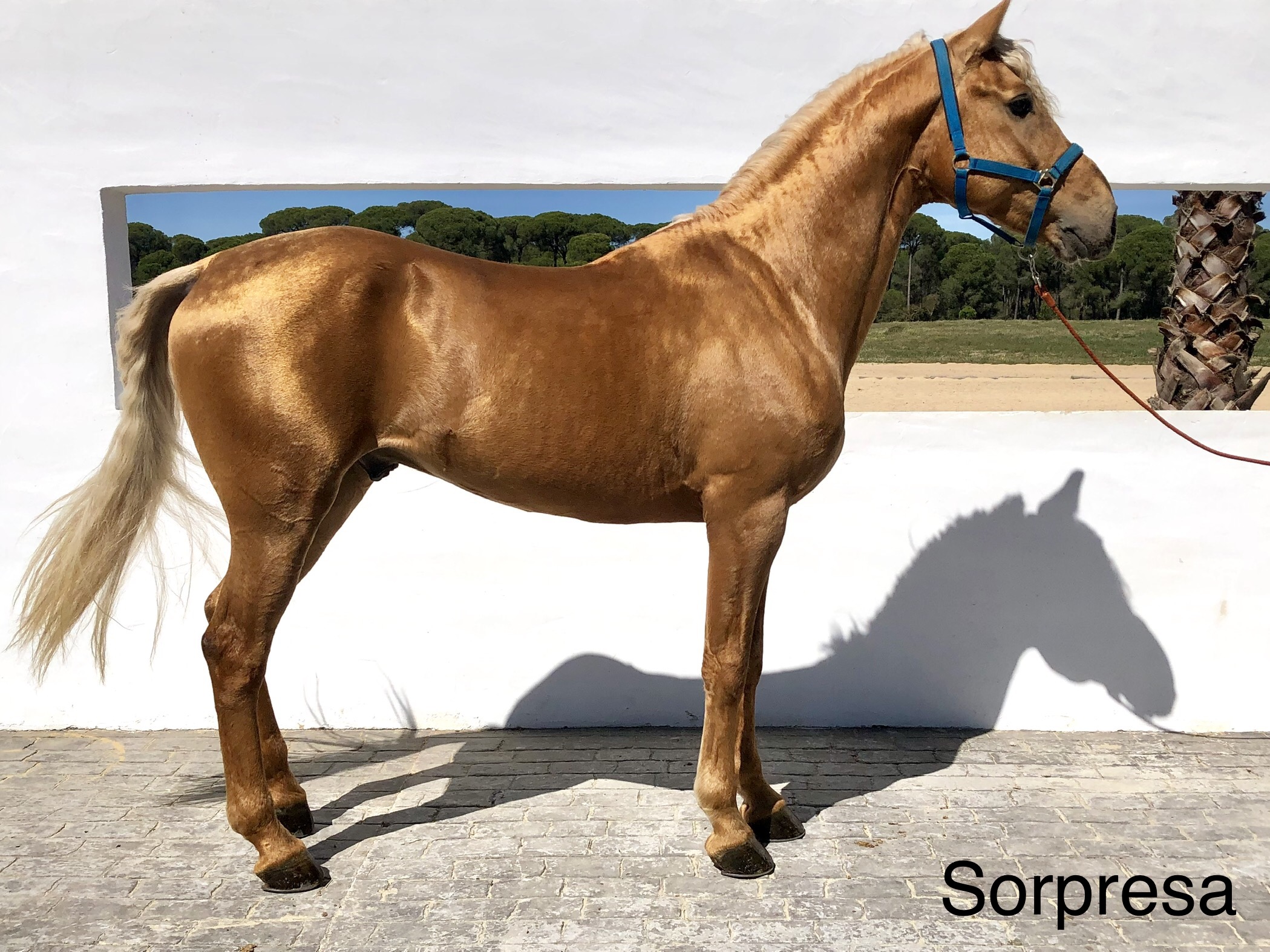 Sopresa