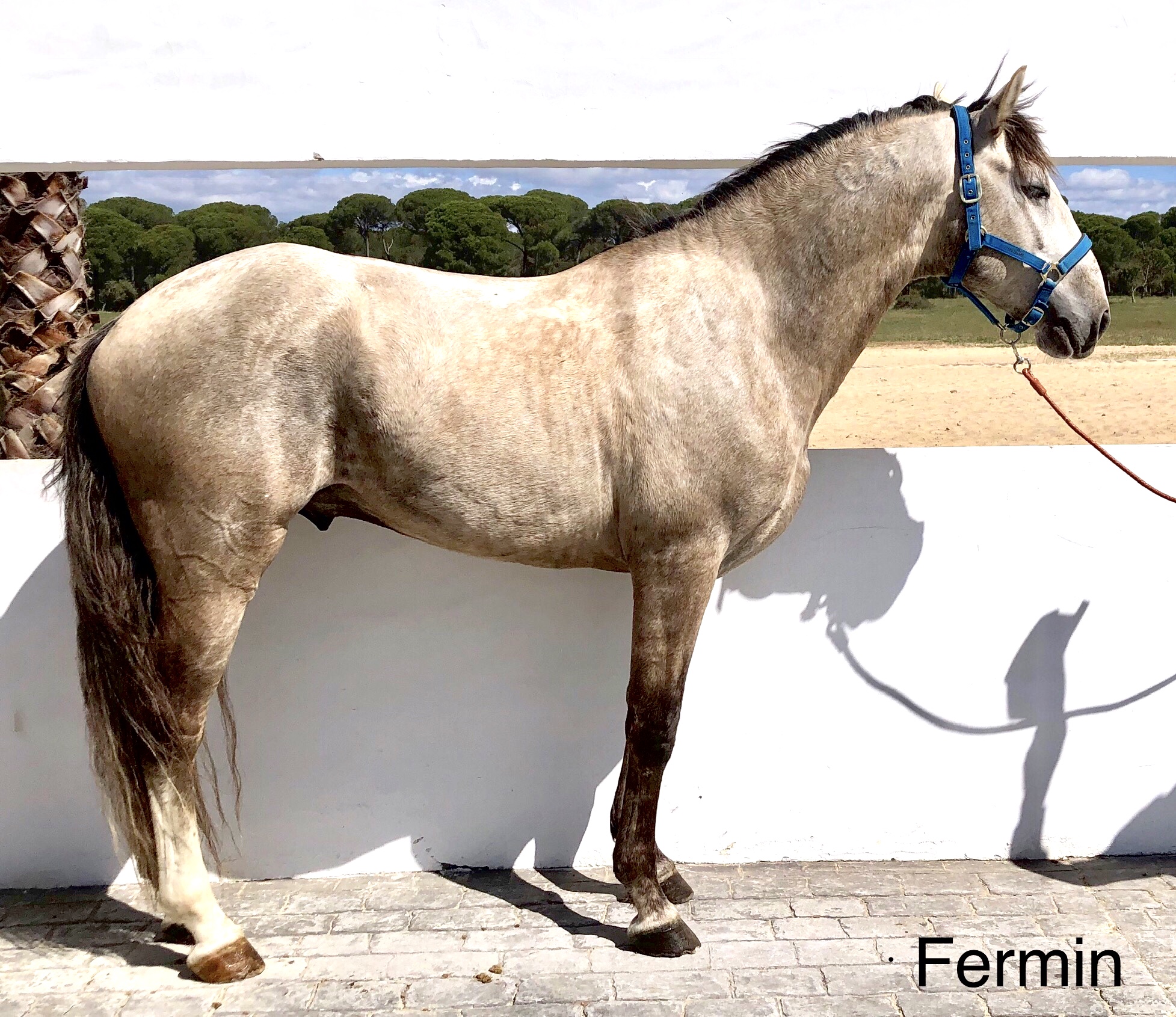 Fermín